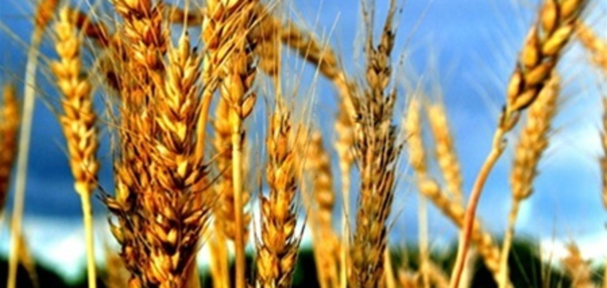 Донбасский бизнесмен стал пшеничным миллионером