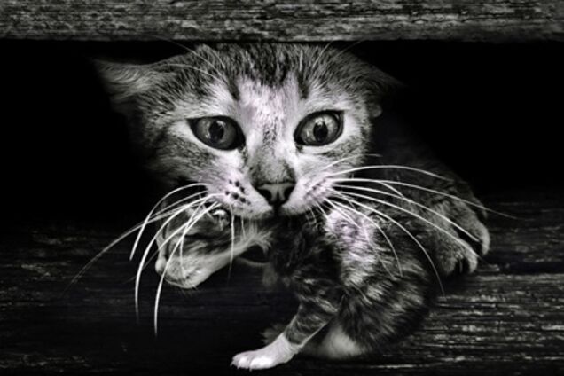 Кращі фото 7 тижні року від National Geographic