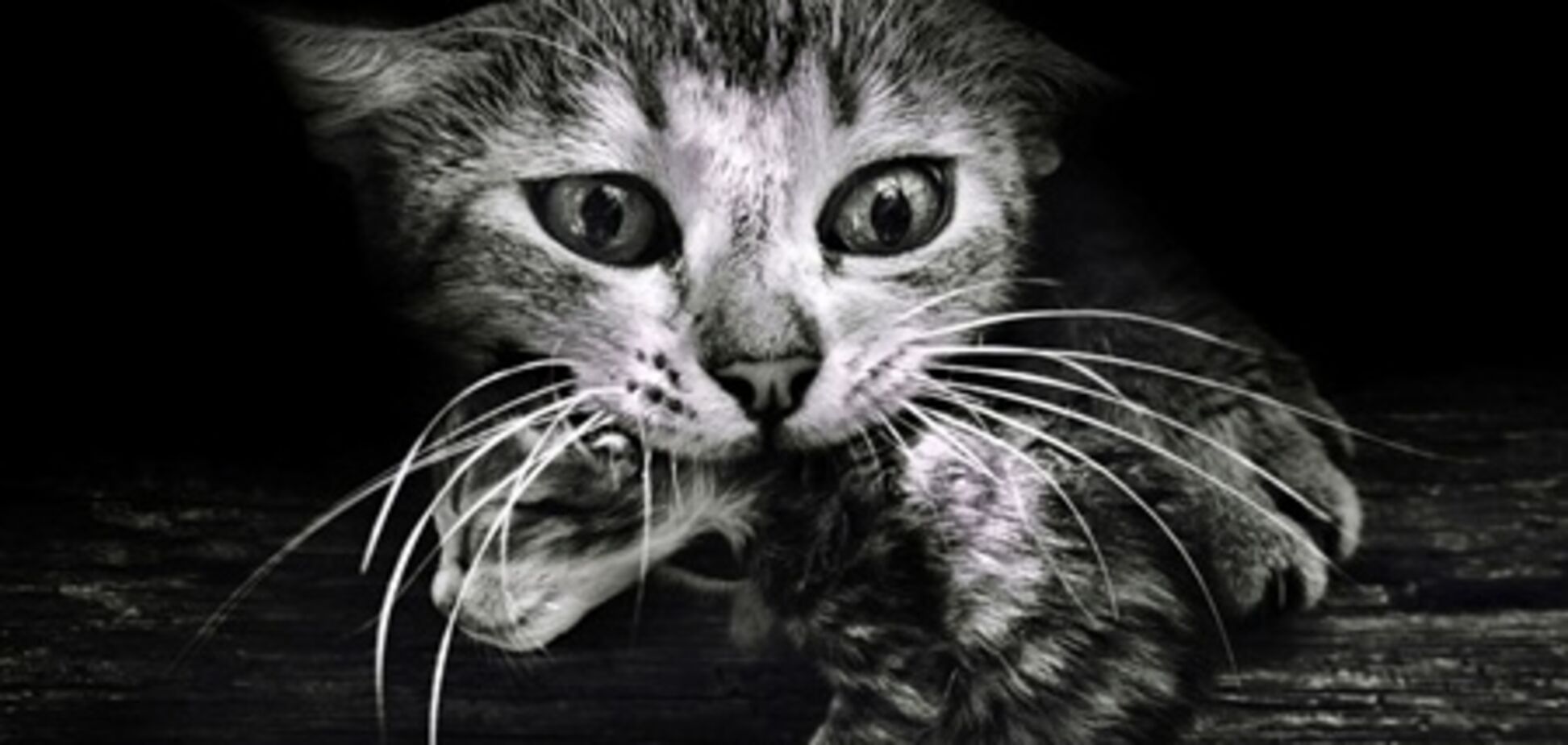 Кращі фото 7 тижні року від National Geographic