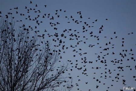 Місто в США атакували чорні птахи: люди в паніці. Фото
