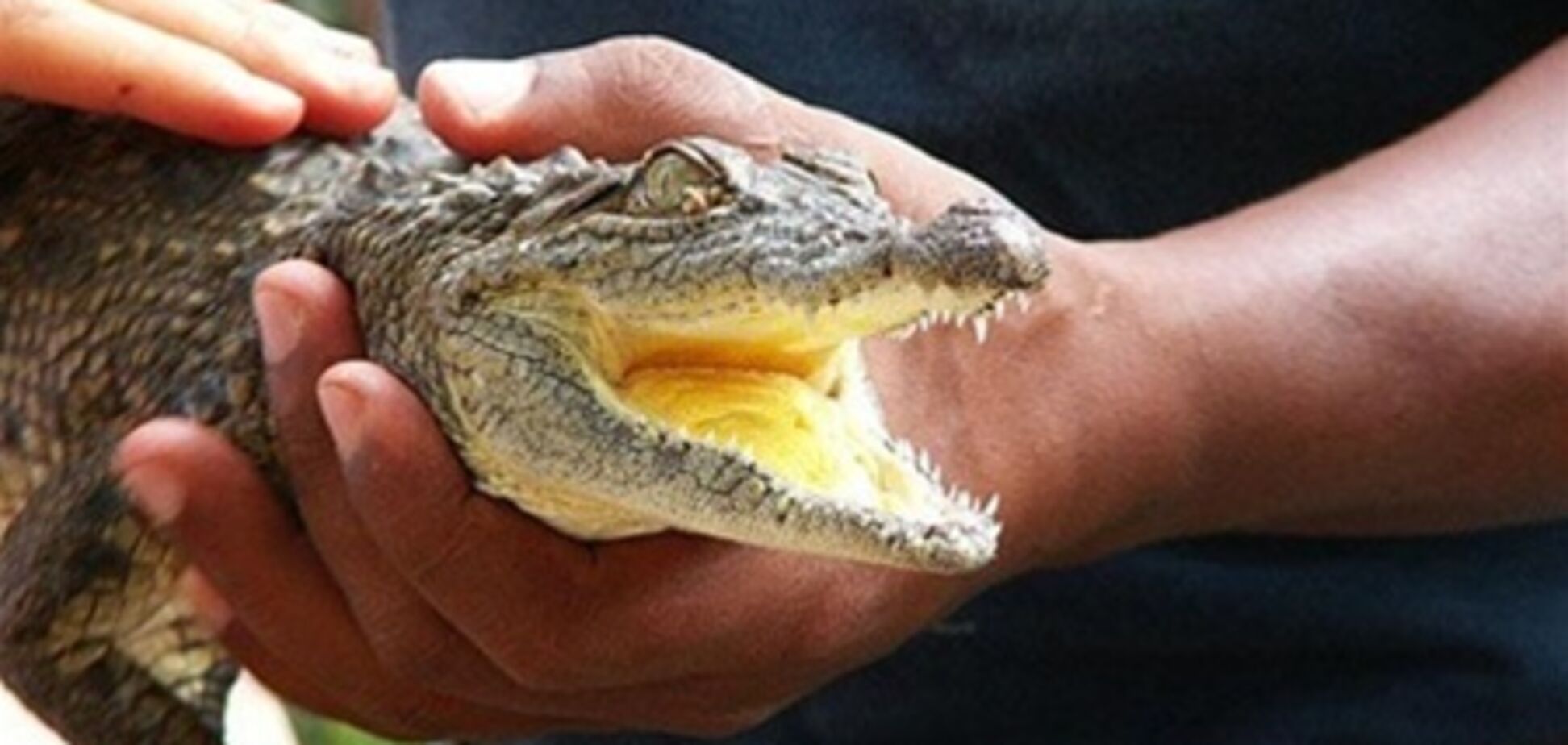 Вслед за Одессой фото с крокодилами хотят запретить в Крыму