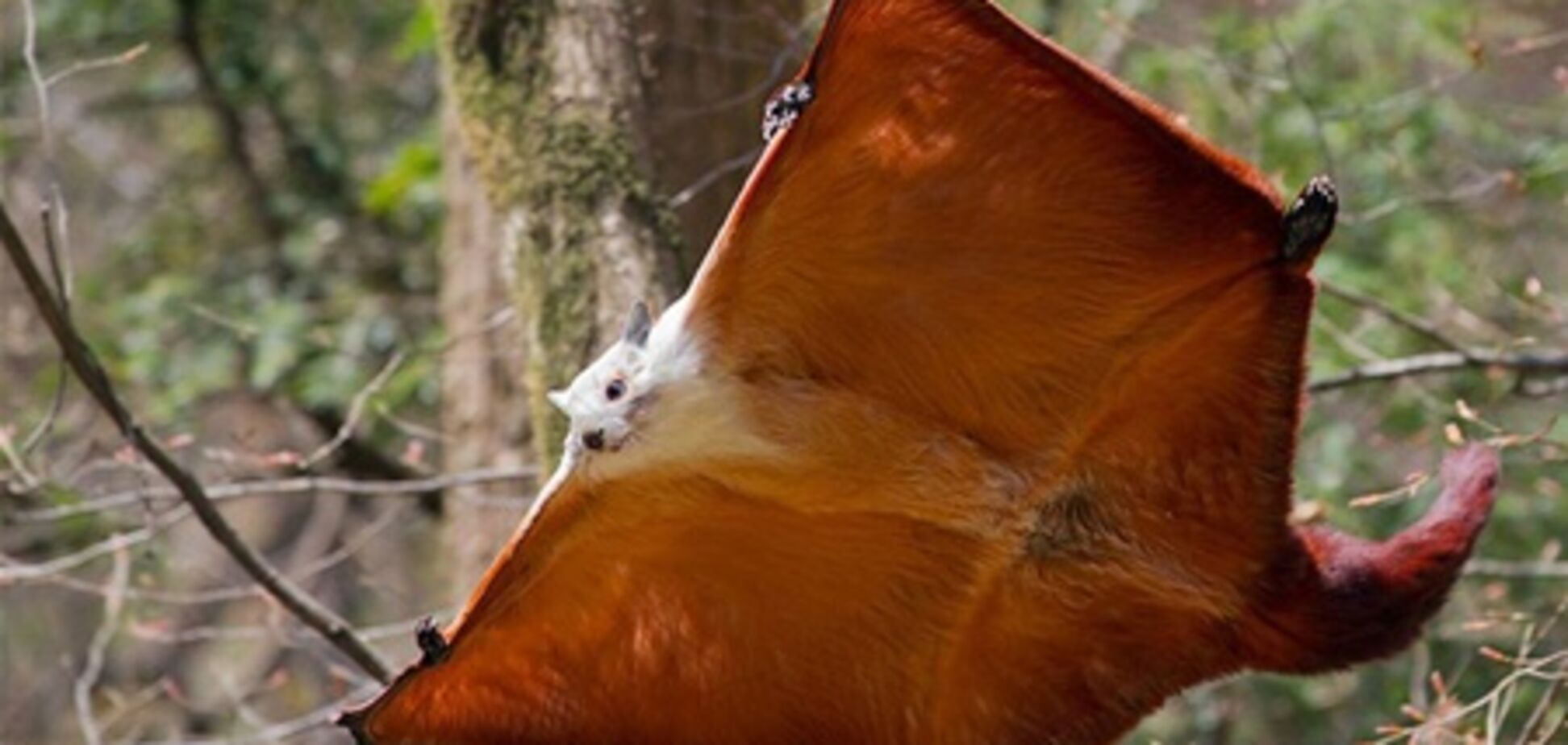 Політ білки-летяги