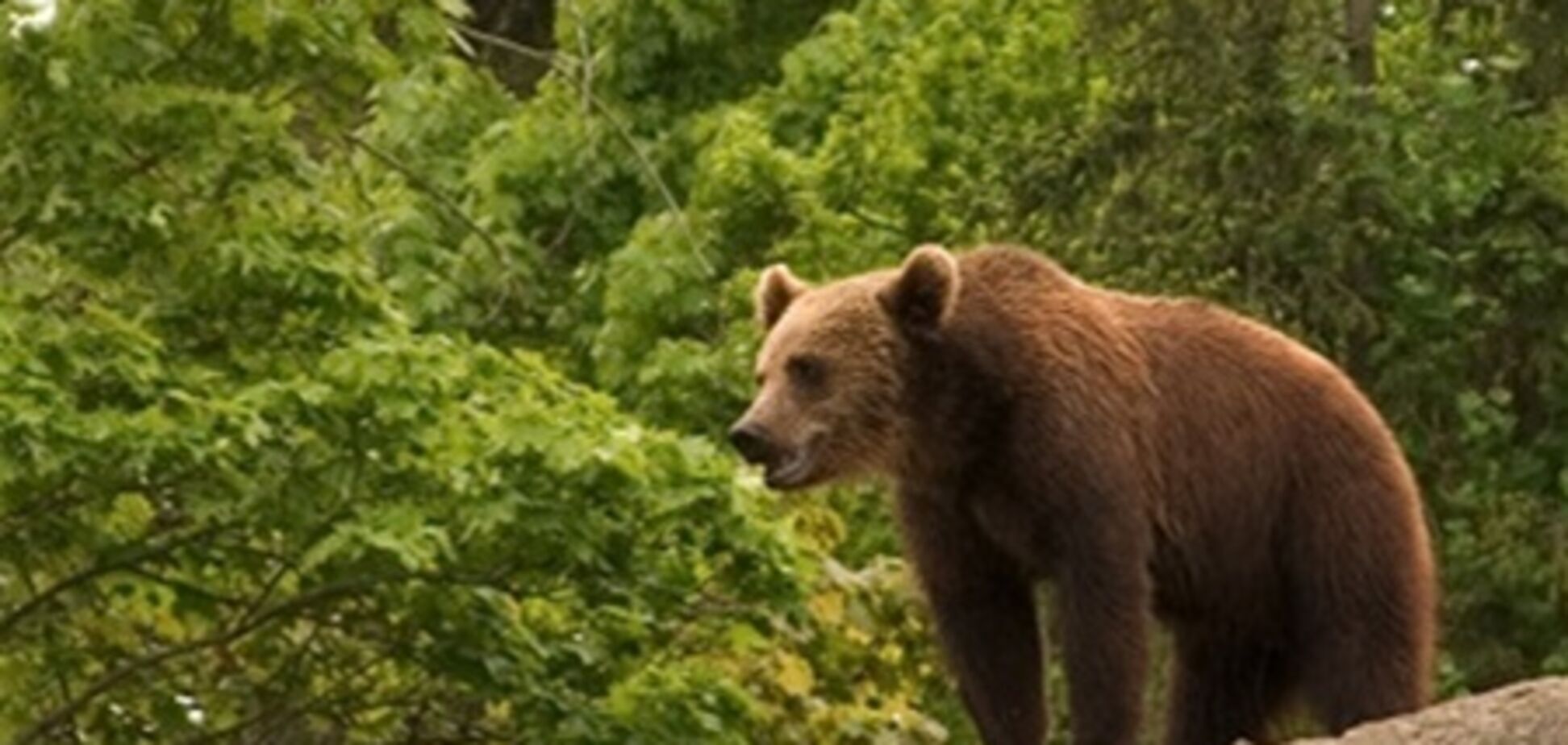 В Швейцарии застрелили последнего в стране медведя