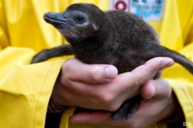 У Новій Зеландії виходжують героя-пінгвіненяти, подолав 2 тис км