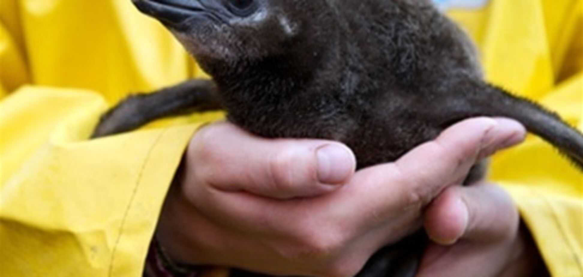 В Новой Зеландии выхаживают героя-пингвиненка, преодолевшего 2 тыс км
