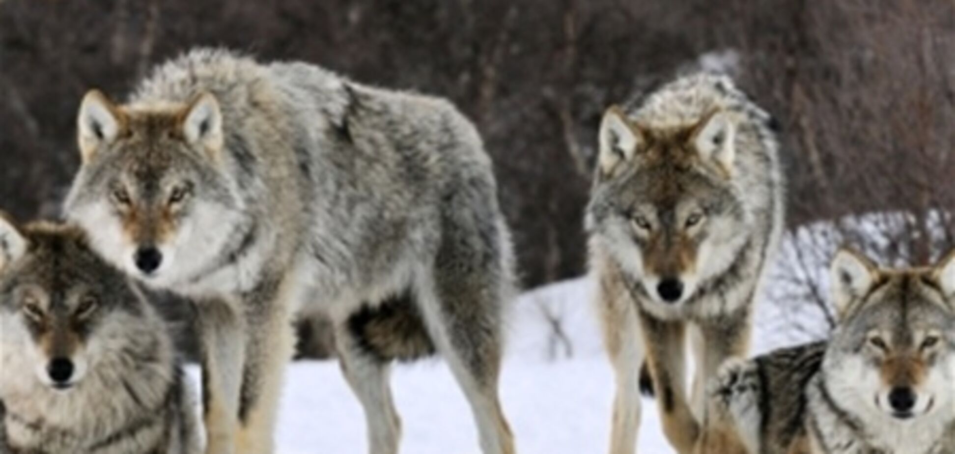 Село на Одещині тероризують вовки