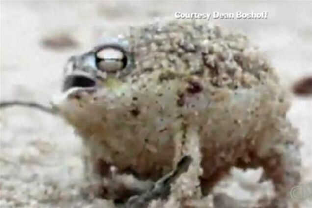 Пищащая лягушка бьет рекорды просмотров в Интернете. Видео