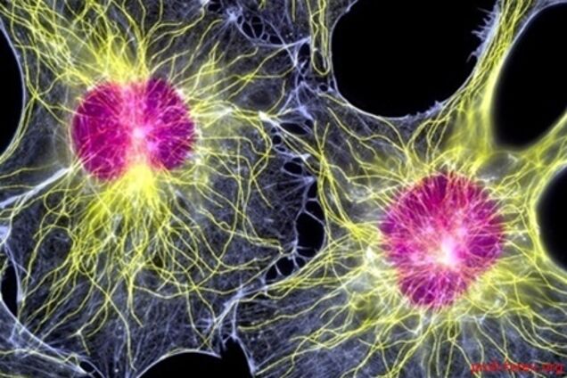 Украина лидирует в СНГ по использованию стволовых клеток