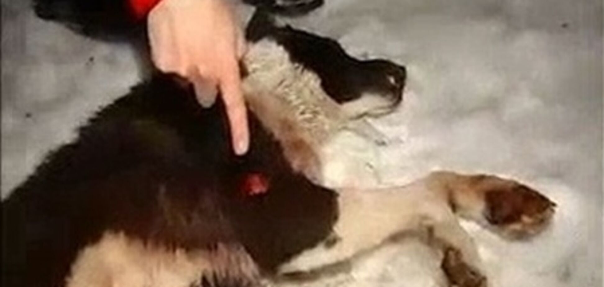 В Киеве массово убивают собак