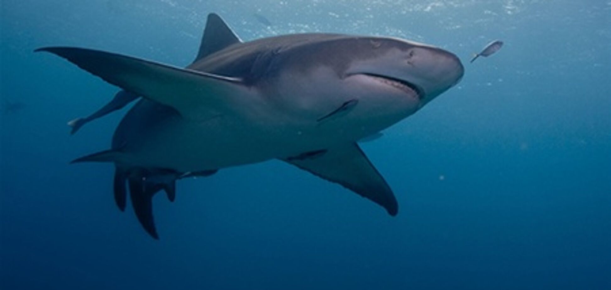 В Новой Зеландии акула убила мужчину на пляже