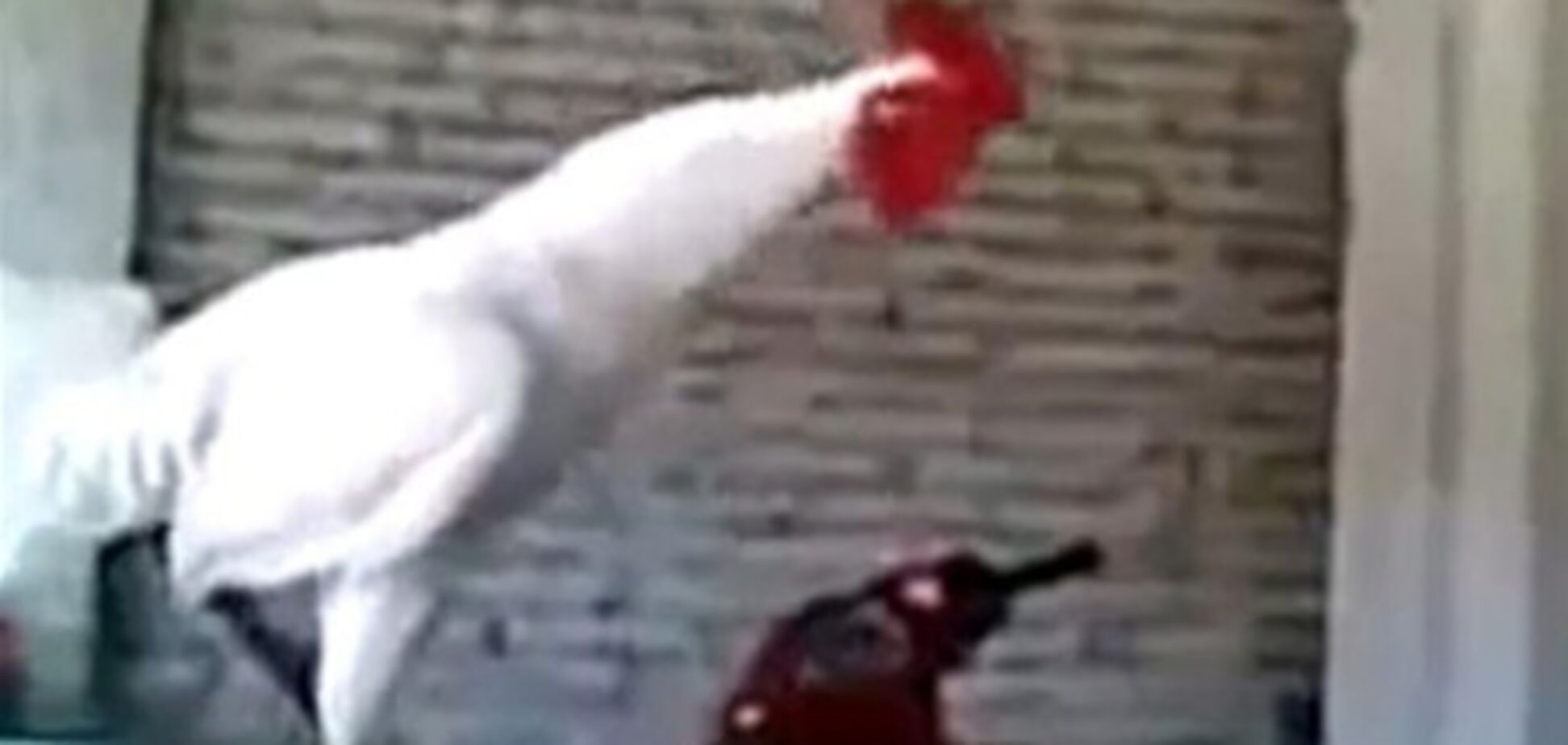 В Китае петух вместо кукареканья хохочет. Видео