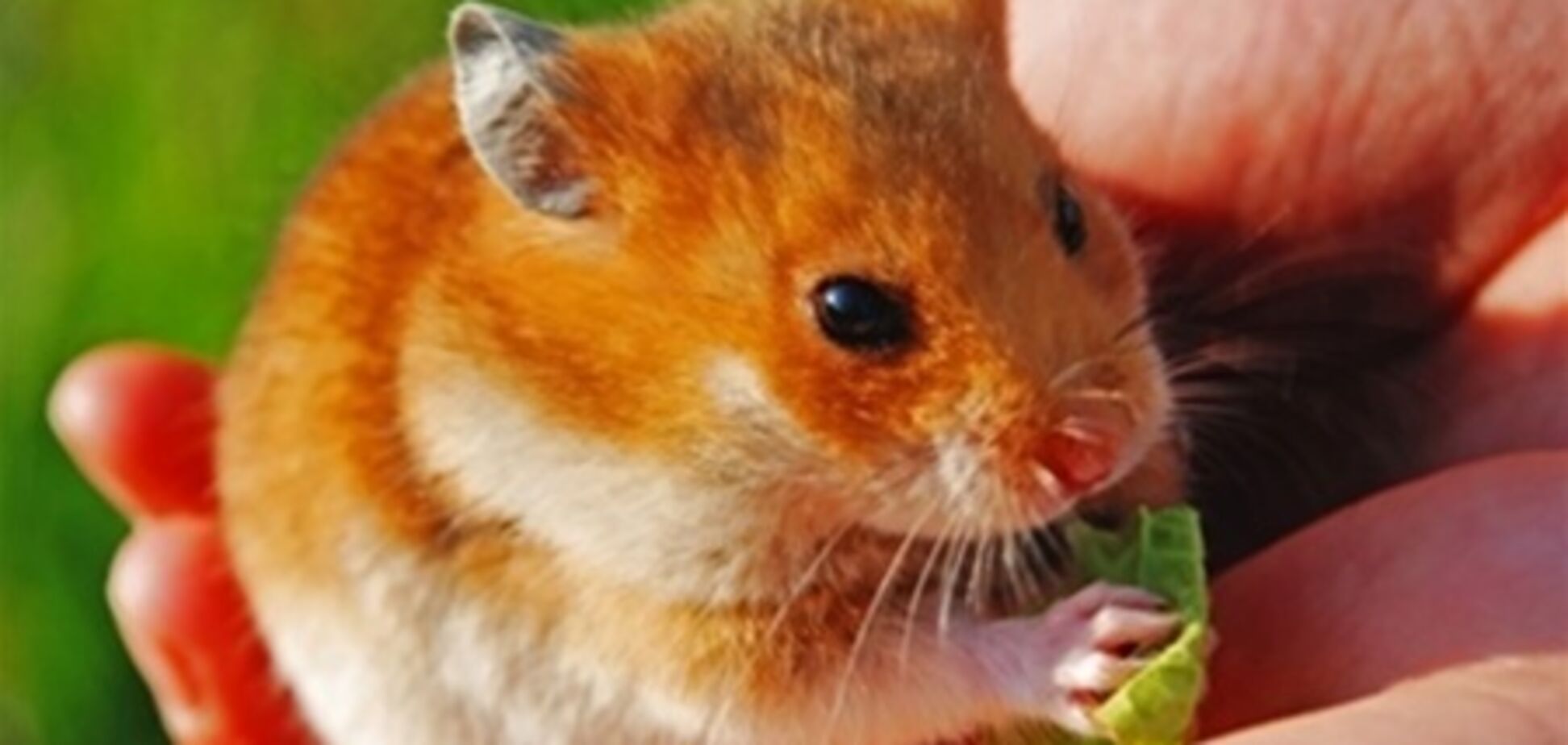 Хом'яка викреслили з Червоної книги