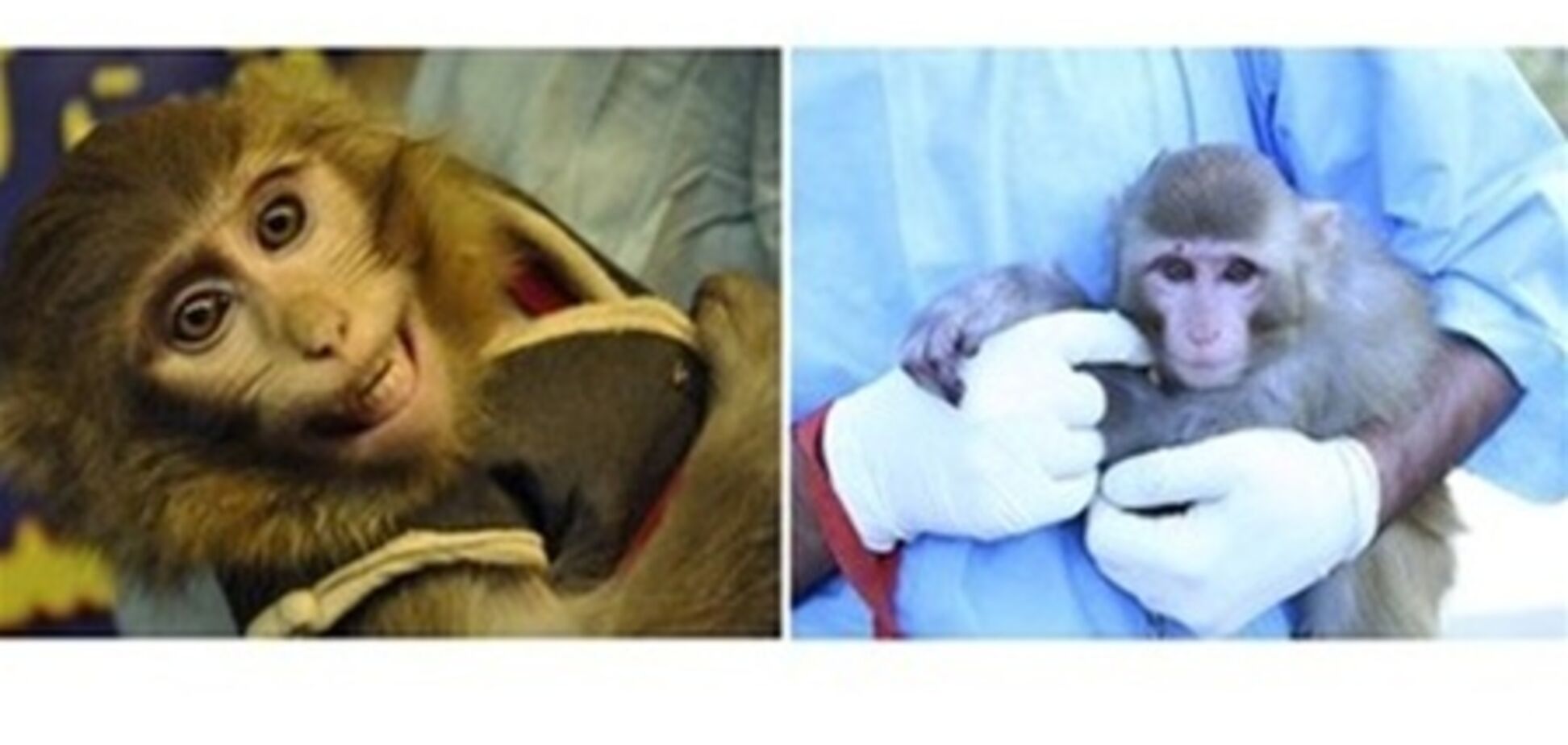 ЗМІ запідозрили Іран в підміні космічної мавпи. Фото