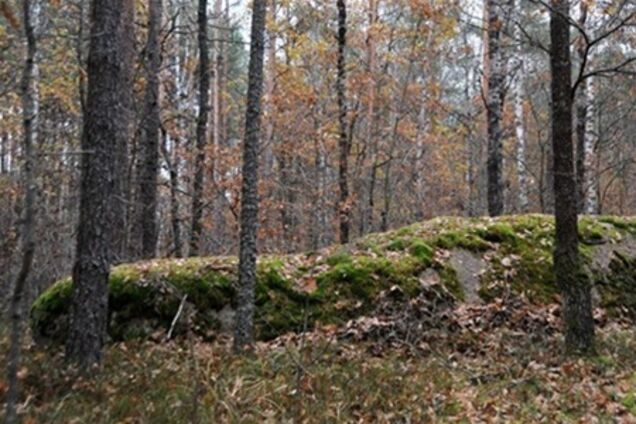 Более 500 га Беличанского леса требуют вернуть государству