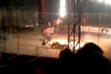В Мексике тигр растерзал дрессировщика прямо на арене. Видео