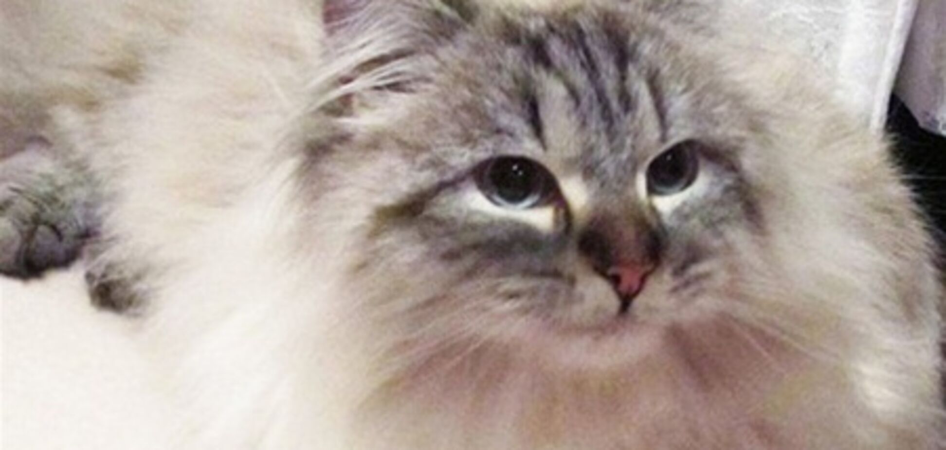 Японцы дали коту, подаренному Путиным, символичное имя