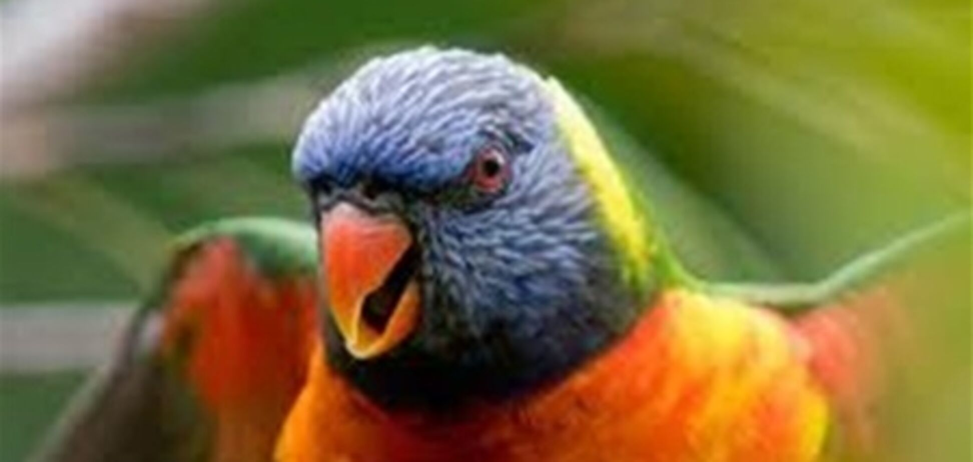 У Новій Зеландії папуга пограбував шотландця