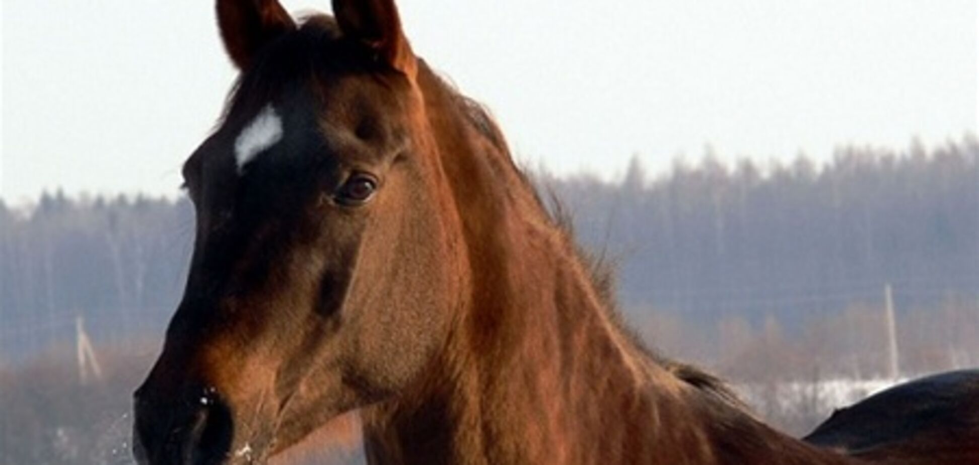 В Одессе лошадь перебежала дорогу на зеленый свет. Видео