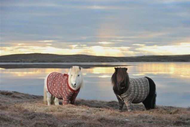 Пони в свитерах рекламируют Шотландию