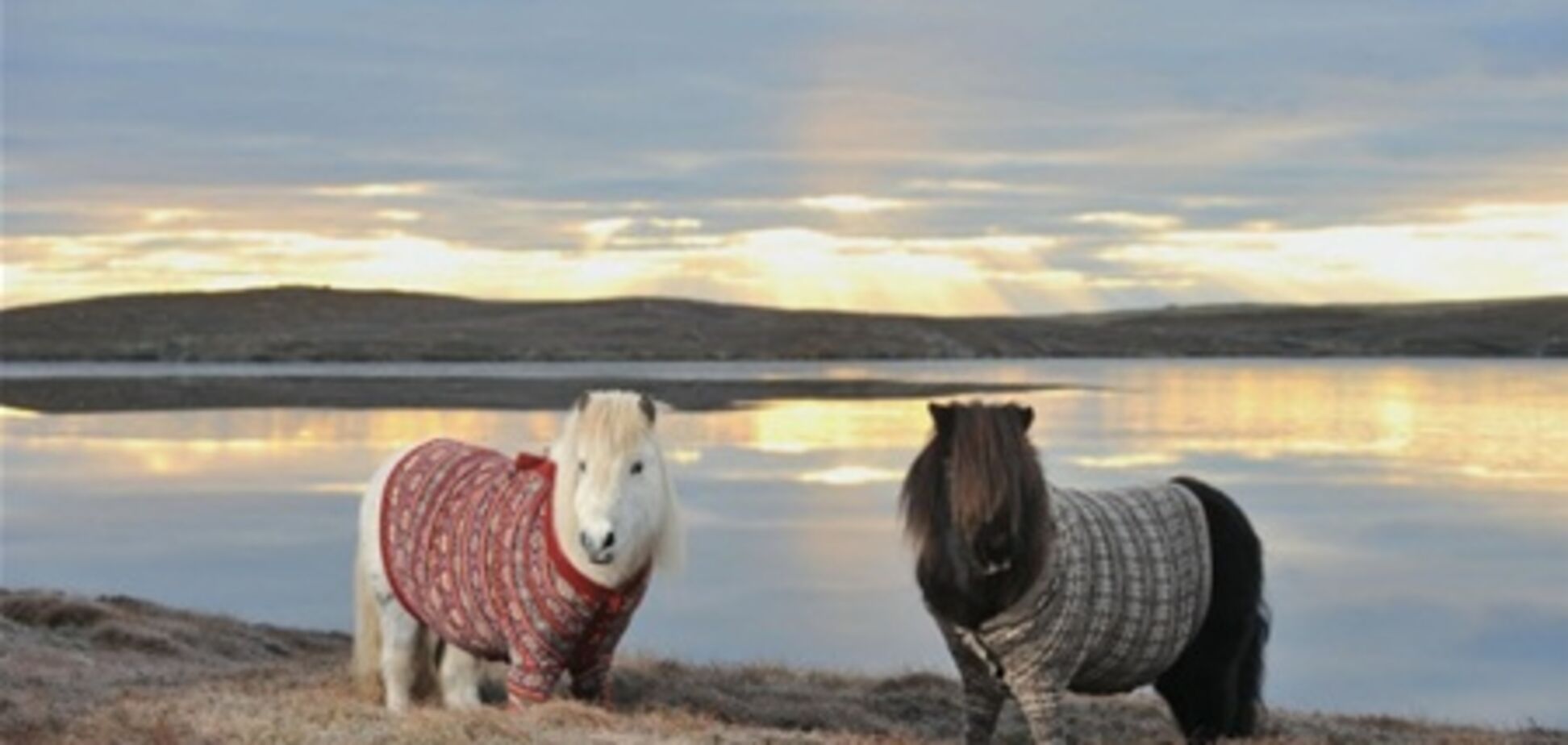 Пони в свитерах рекламируют Шотландию