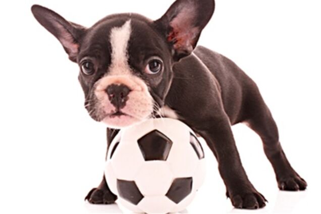 Самые нелепые травмы футболистов