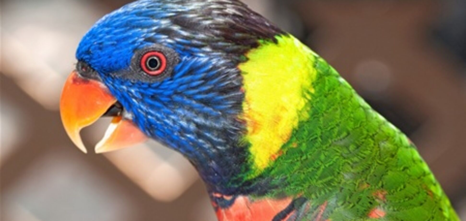 В Новой Зеландии попугай ограбил туриста на сумму более тысячи долларов