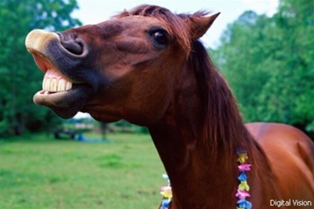 В США мужчина изнасиловал лошадь, чтобы она родила ему кентавра