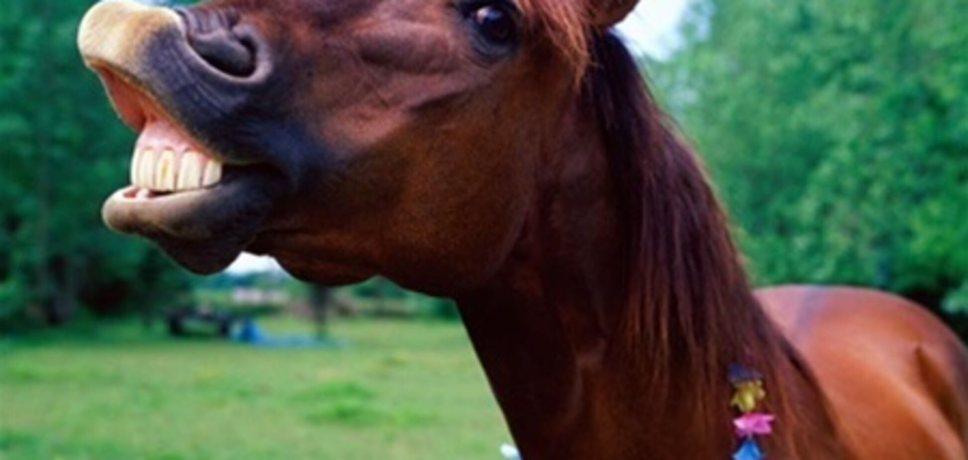 У США чоловік згвалтував коня, щоб вона народила йому кентавра