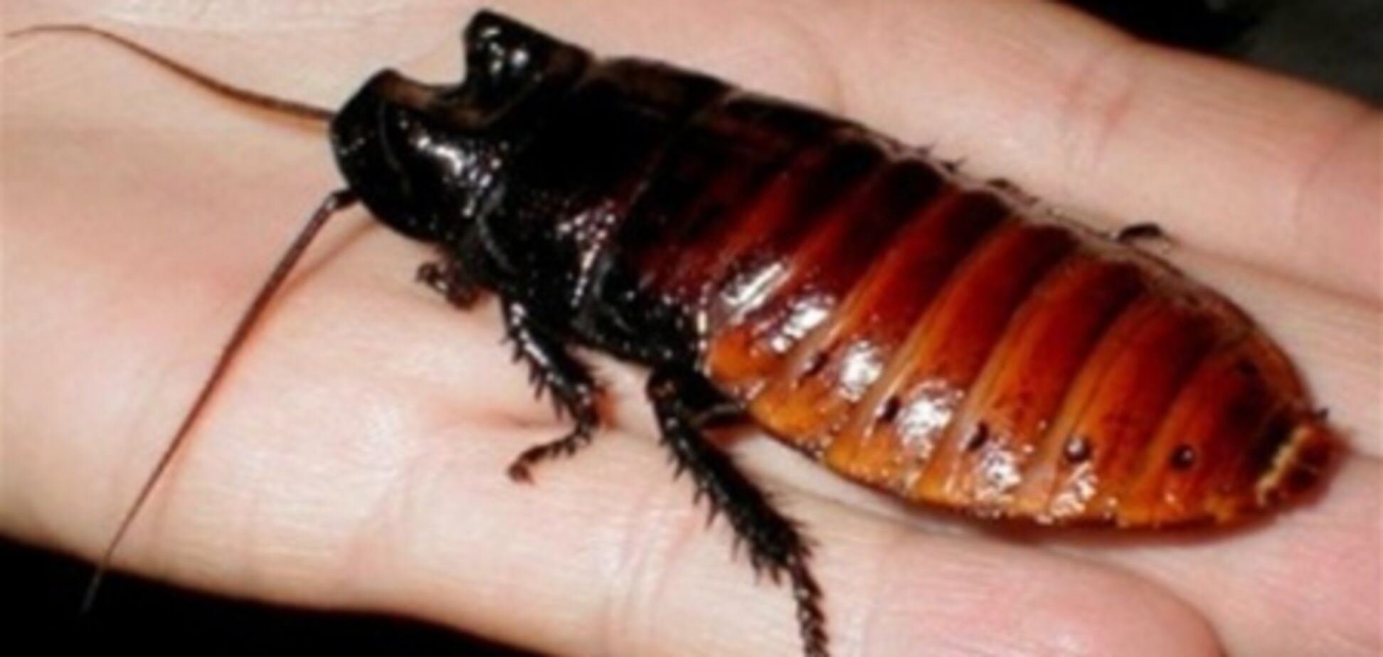 Испанию атаковали африканские тараканы
