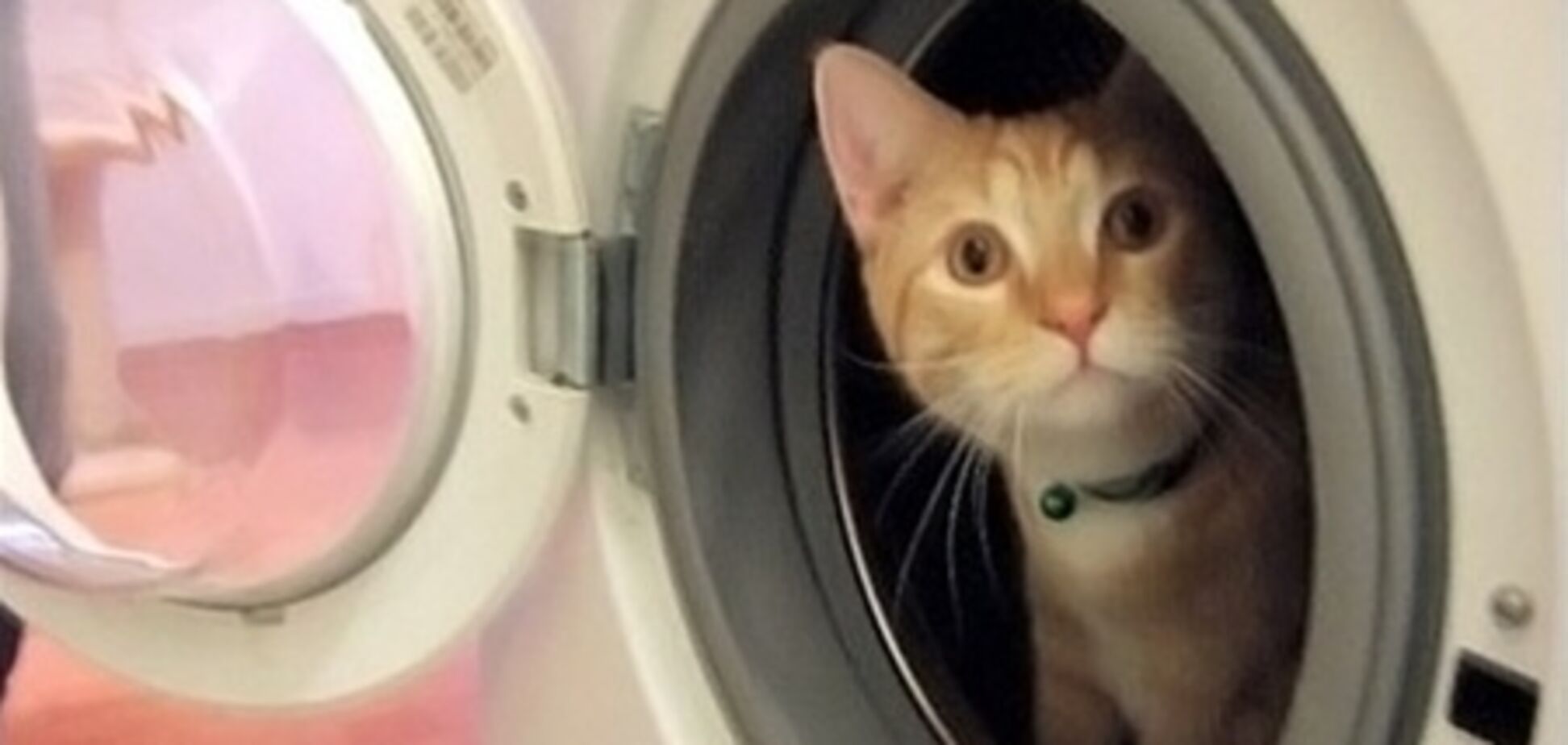 На Дніпропетровщині кота випрали у пральній машині