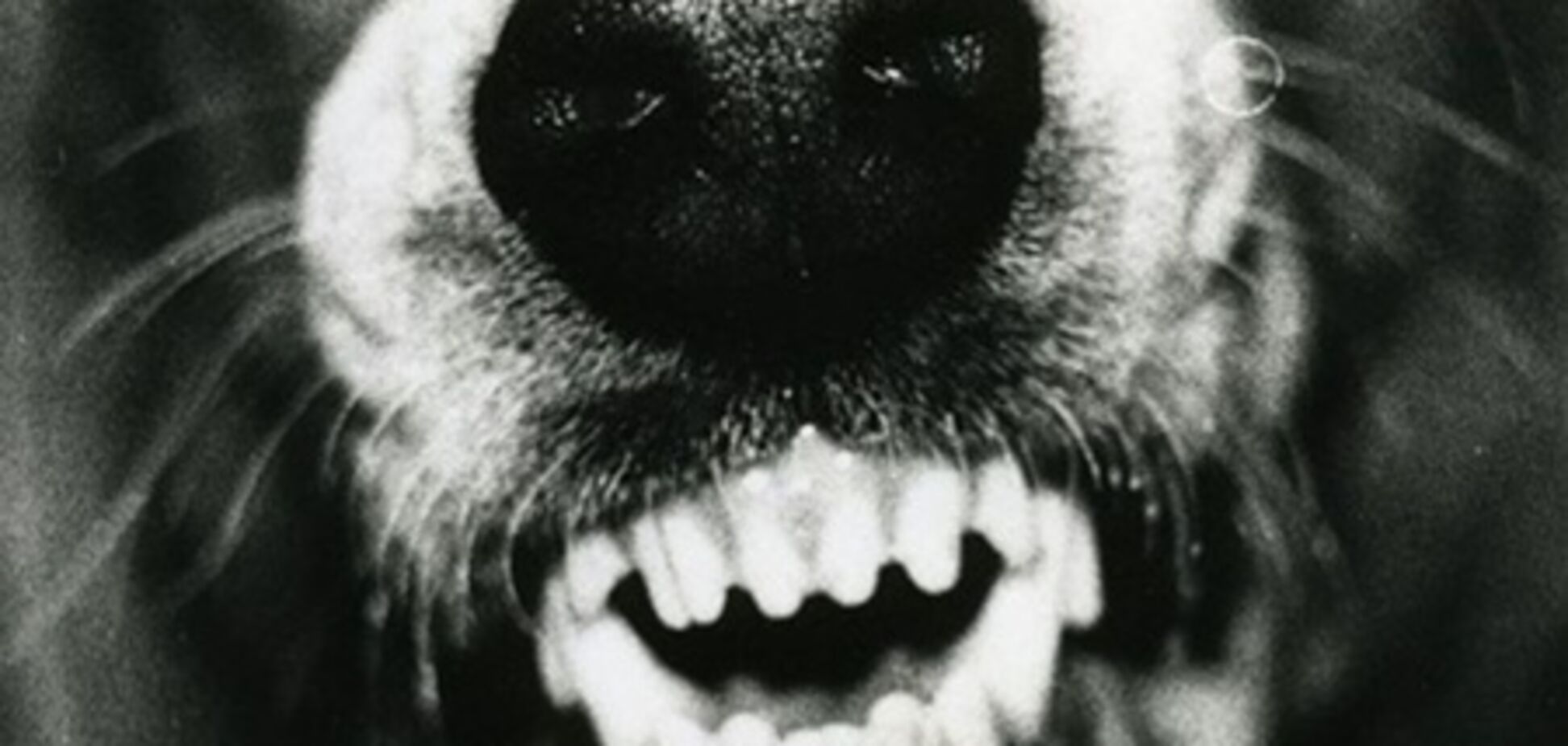 В Полтаве ищут собаку, которая покусала 28 человек