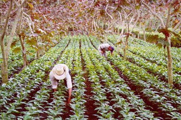 Инфекция продолжает поражать кофейные плантации Центральной Америки