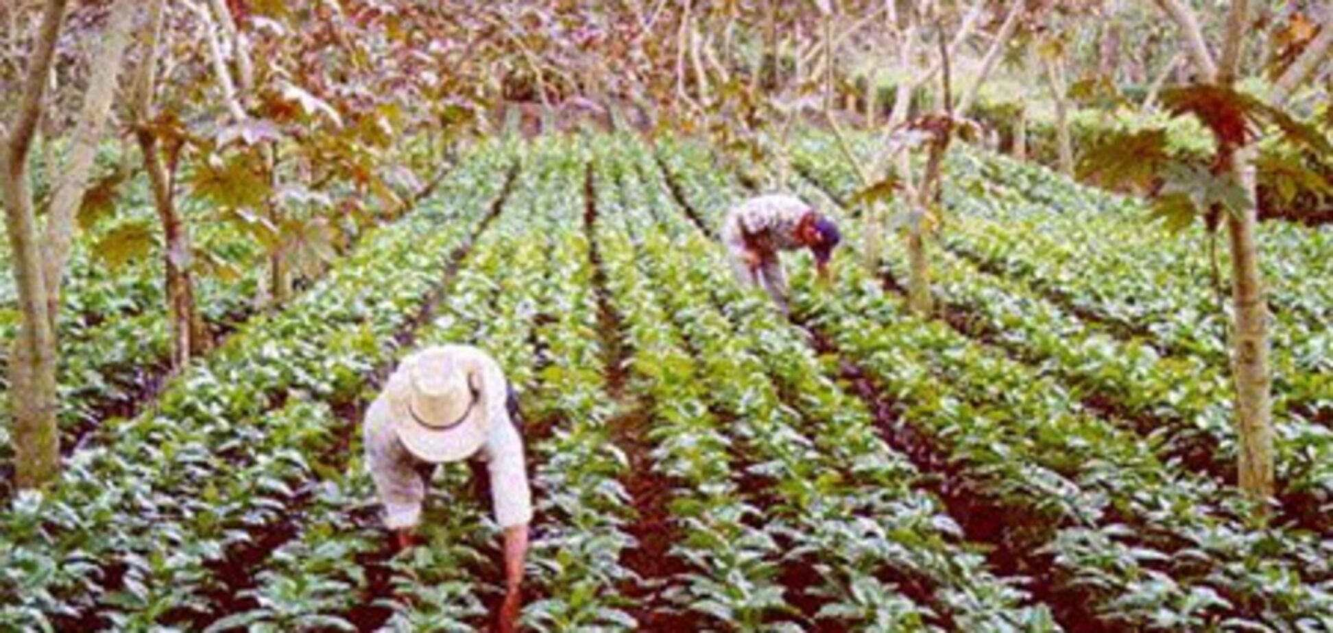 Інфекція продовжує вражати кавові плантації Центральної Америки