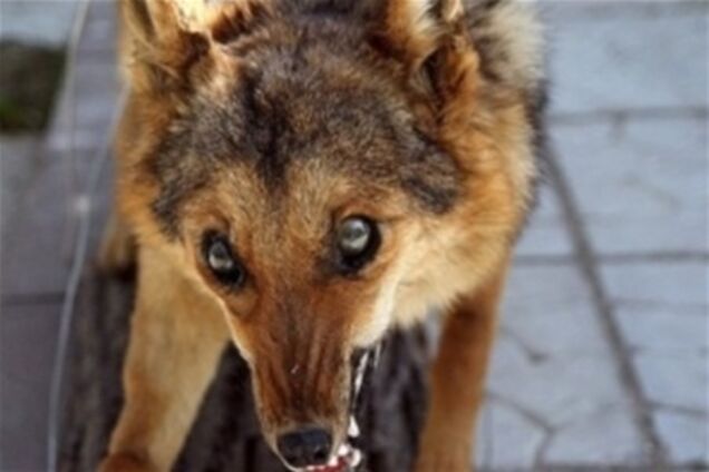 В Полтаве собака искусала уже почти 40 человек