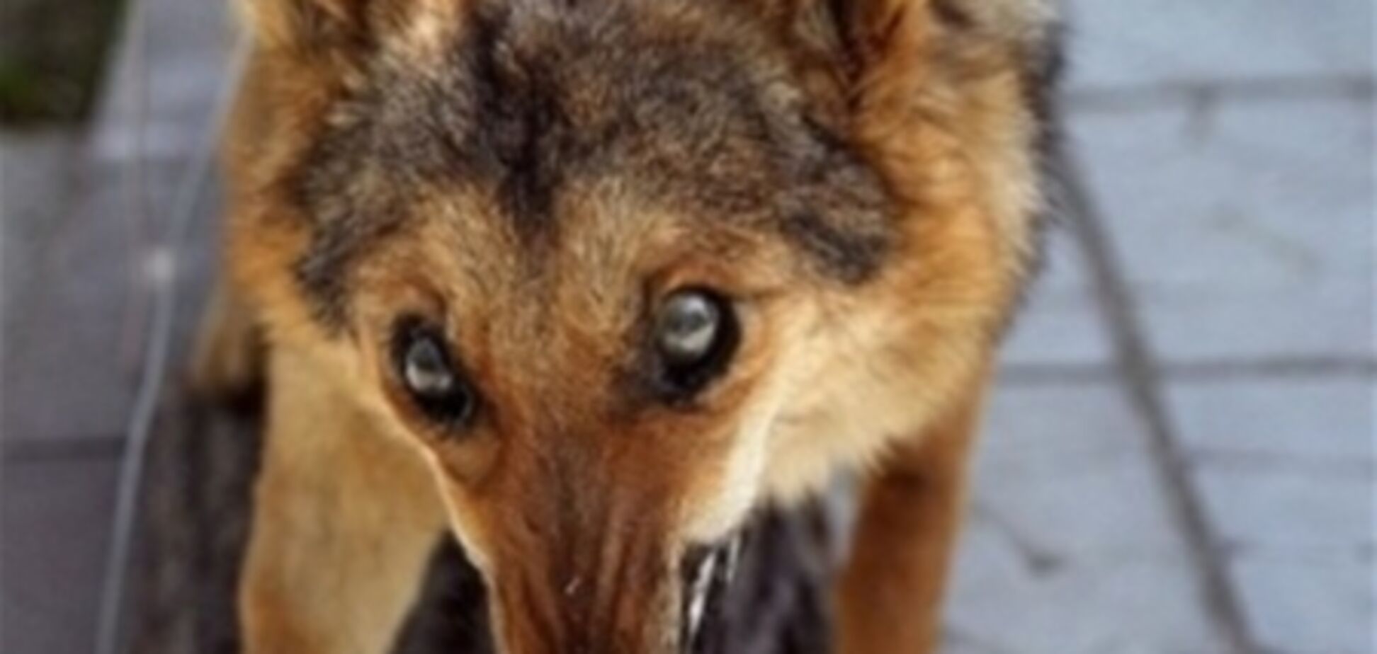 В Полтаве собака искусала уже почти 40 человек