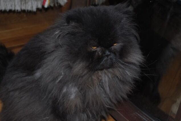 Международному дню кота посвящается