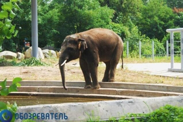 Киевский слон 'съедает' за день более 1700 грн