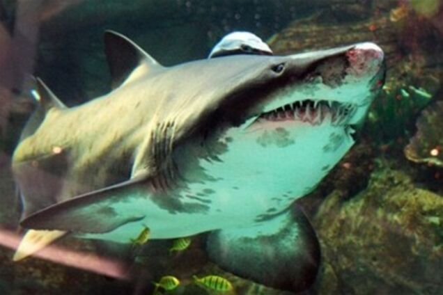Акула из Ocean Plaza погибла, потому что ее накормили леской
