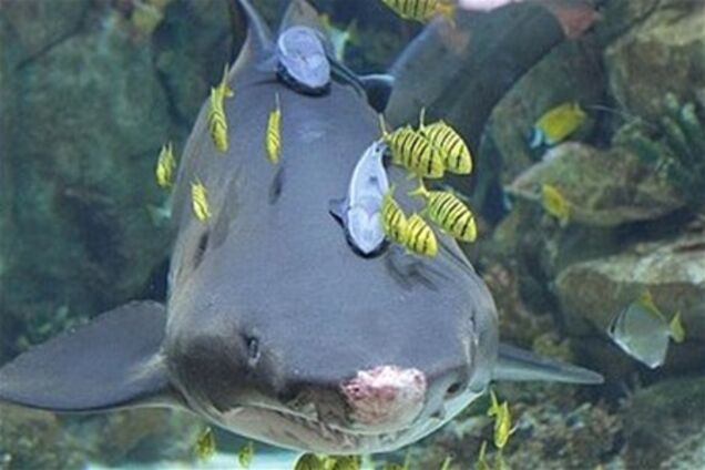 Акула из киевского ТРЦ умерла в Германии