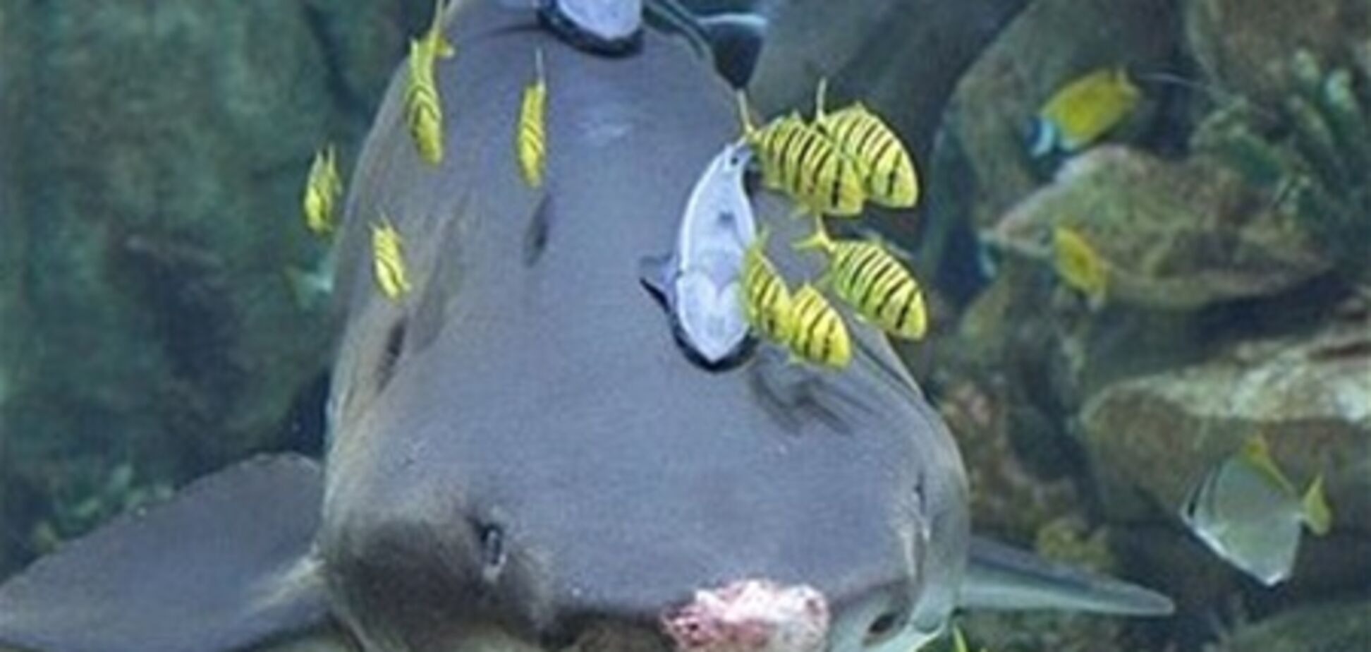 Акула из киевского ТРЦ умерла в Германии