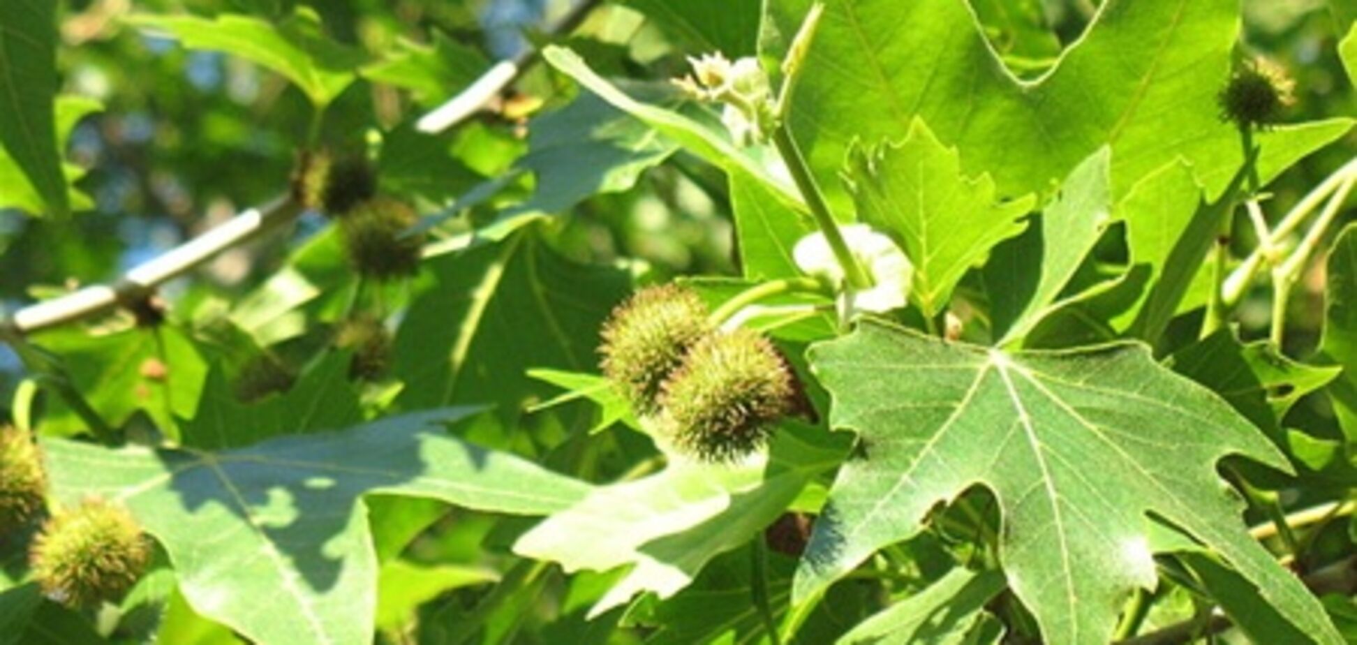 Вместо каштанов на Крещатике могут посадить платаны