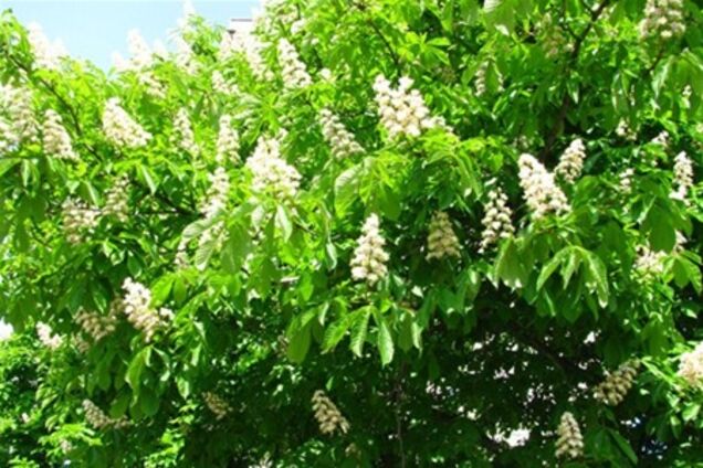 За каштаны на Крещатике заплатят засекреченные спонсоры