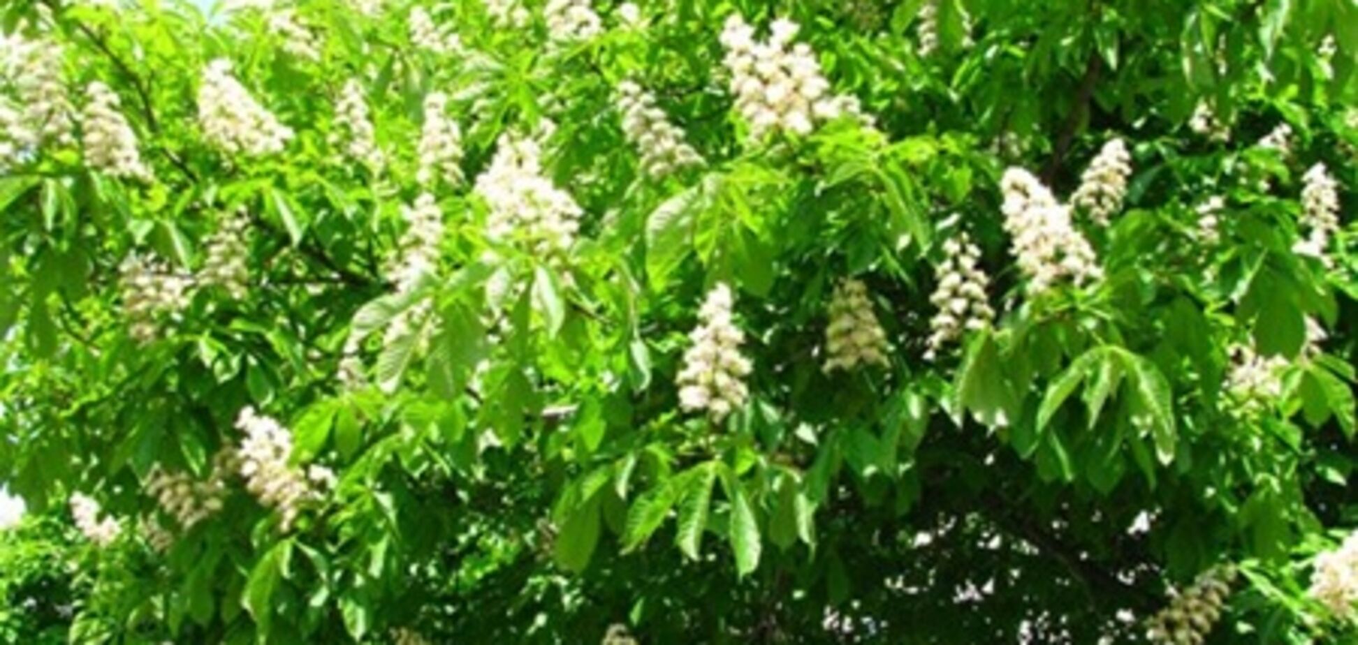 За каштаны на Крещатике заплатят засекреченные спонсоры