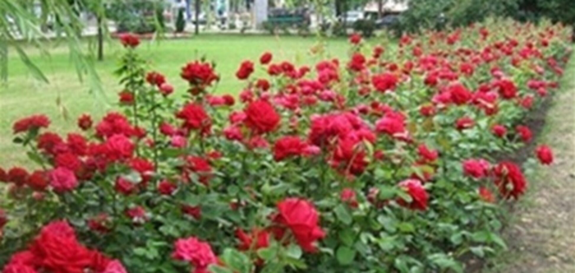 Попов потратит на розы 10 млн грн
