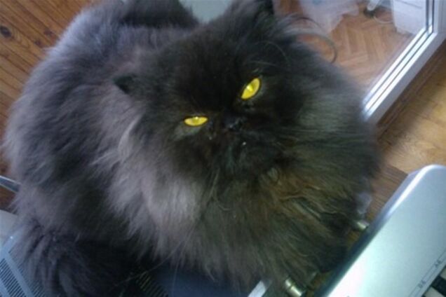 Мир отмечает день кошек