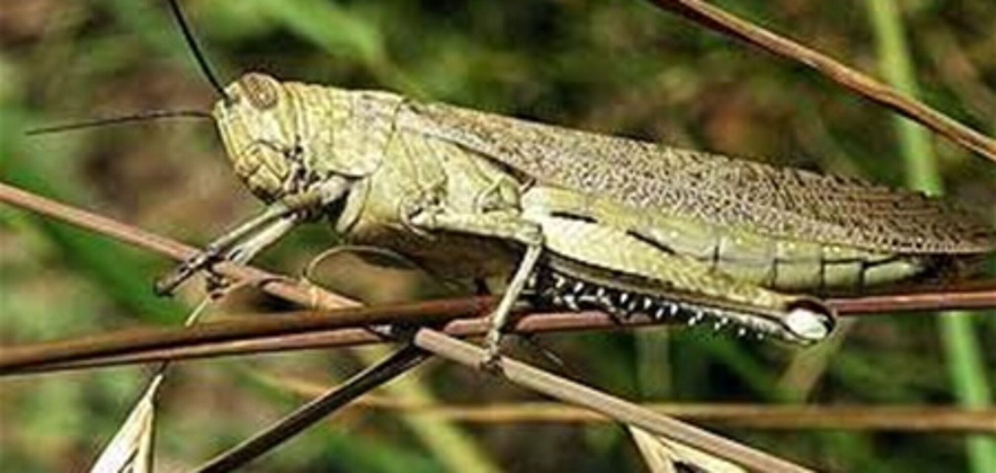 Египетским курортам угрожает саранча