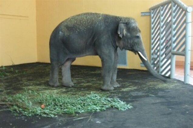 Слон в Киевском зоопарке кушает почти на 1200 грн в день