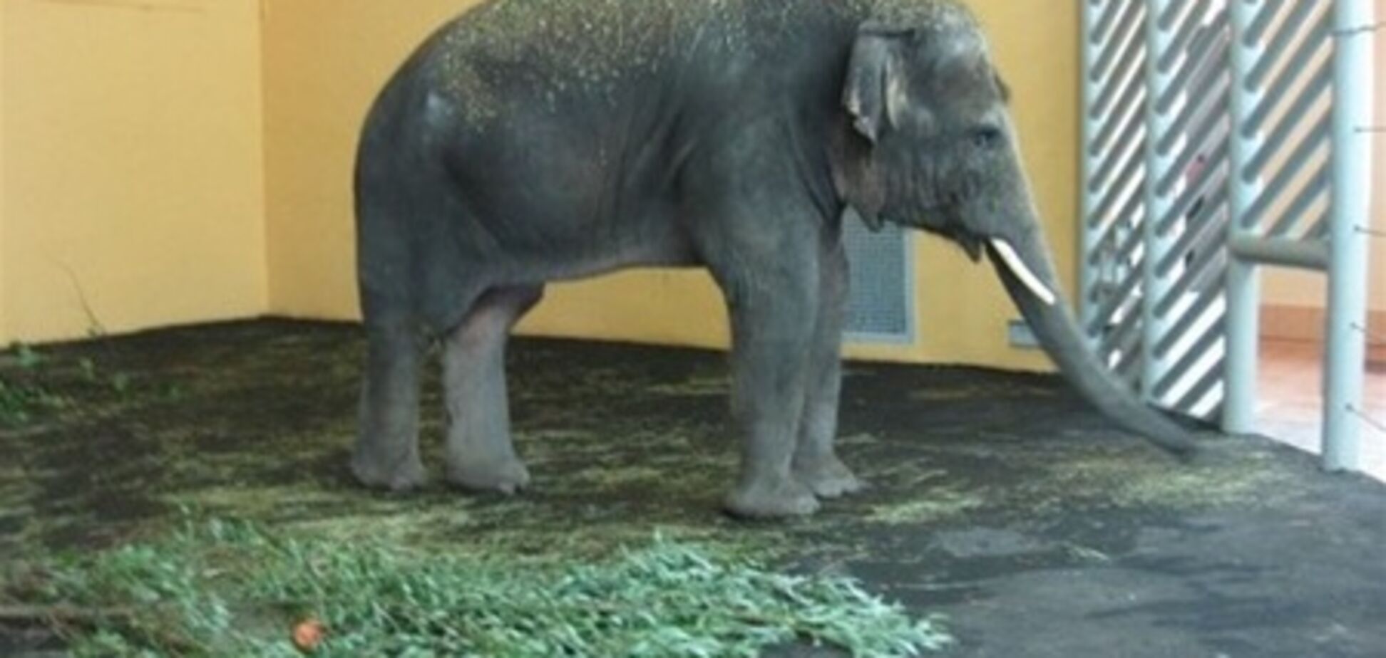 Слон в Киевском зоопарке кушает почти на 1200 грн в день