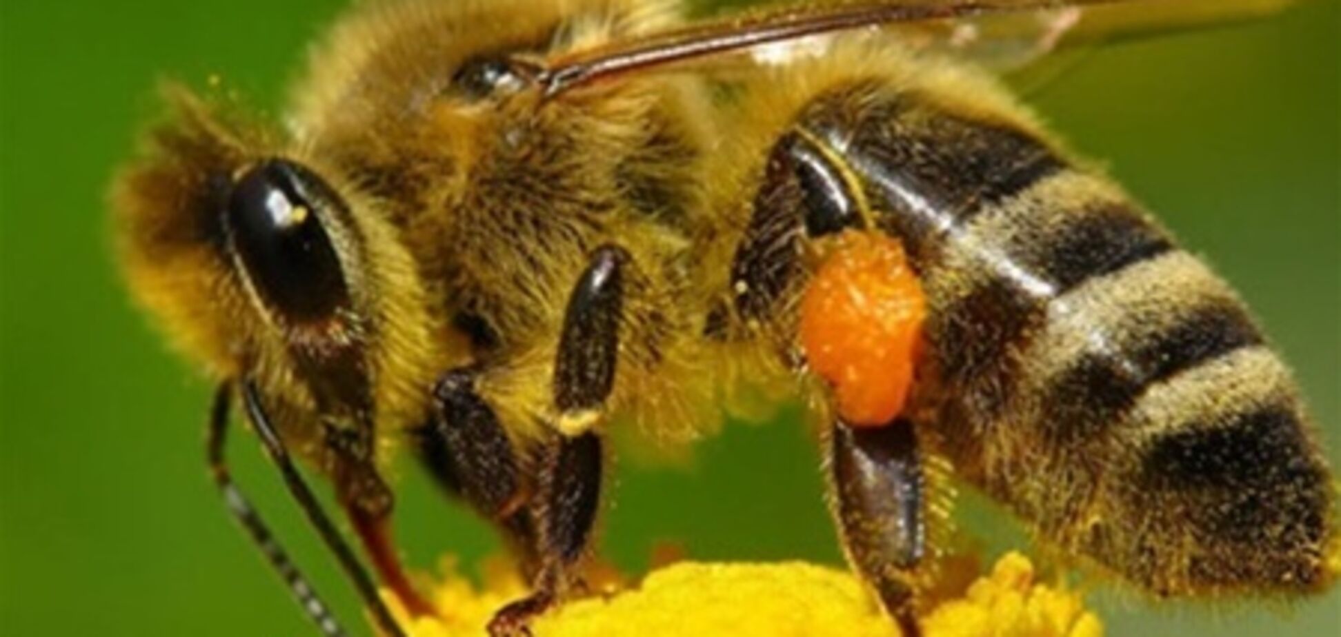 Кофеин улучшает память пчел – ученые