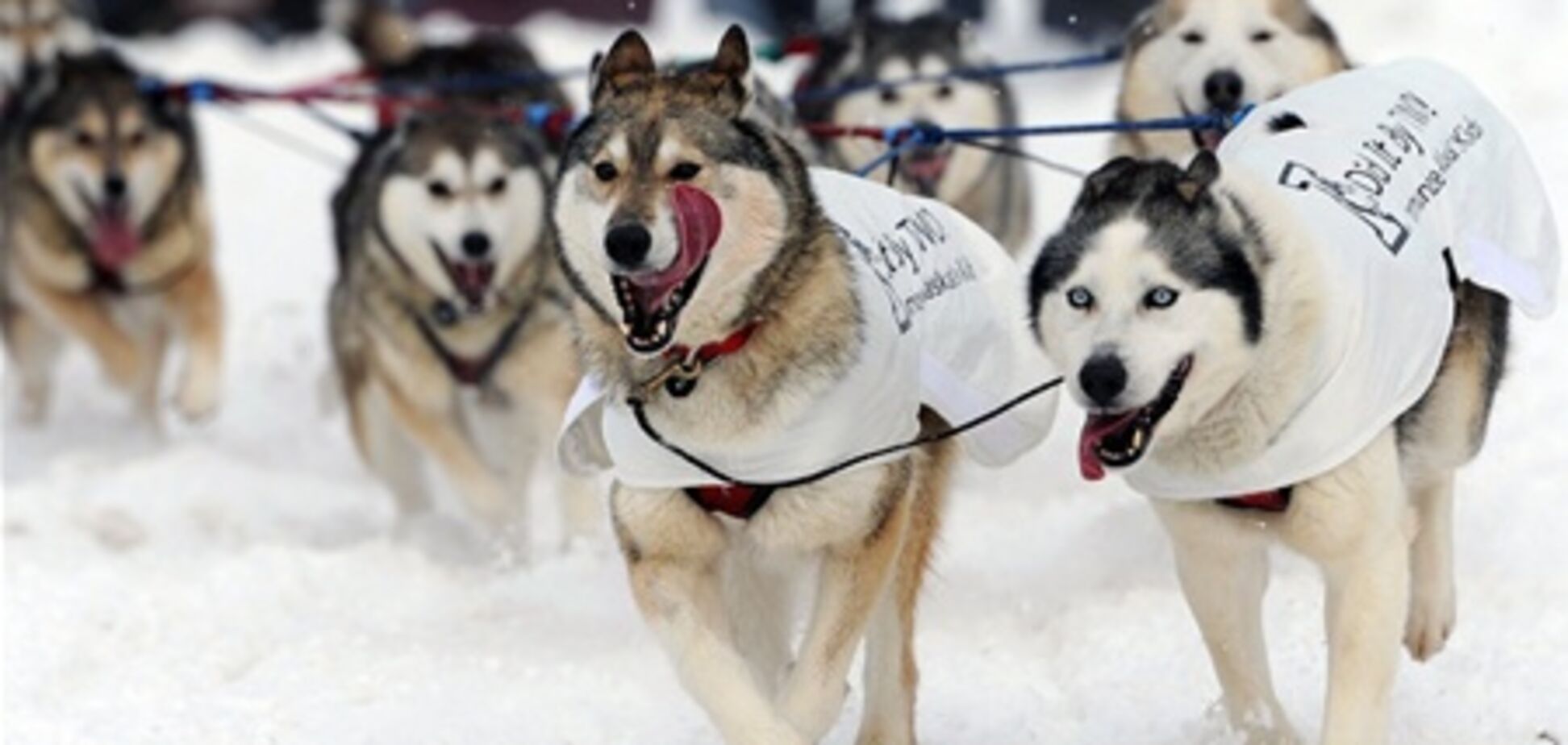 Гонка на собачих упряжках Iditarod-2013